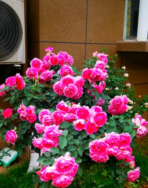 月月开的月季花什么品种-第1张图片-宁夏农业信息网 月月开的月季花什么品种-第1张图片-宁夏农业信息网