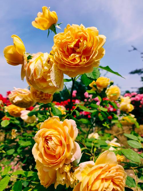 月月开的月季花什么品种-第2张图片-宁夏农业信息网