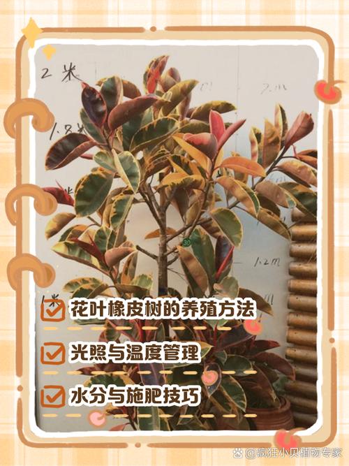 花叶怎么养才能长得好？-第1张图片-宁夏农业信息网