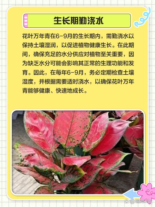 花叶怎么养才能长得好？-第3张图片-宁夏农业信息网