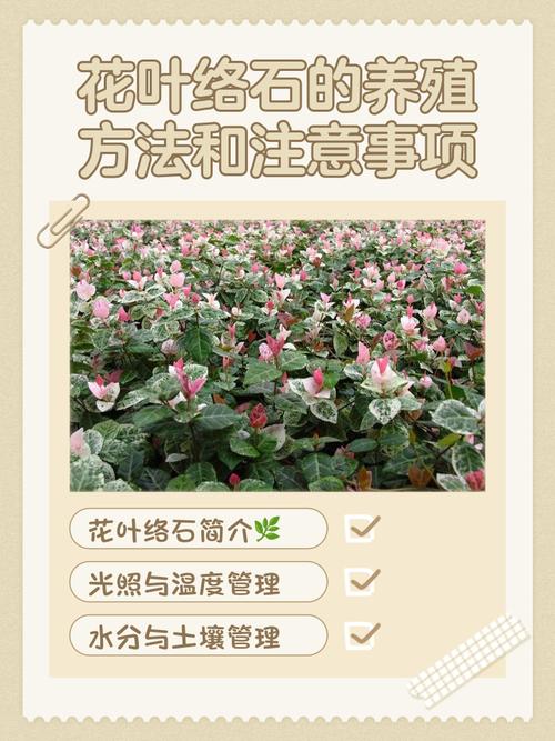 花叶怎么养才能长得好？-第2张图片-宁夏农业信息网