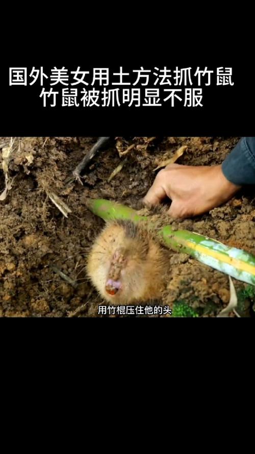 用什么方法最快挖到竹鼠-第2张图片-宁夏农业信息网