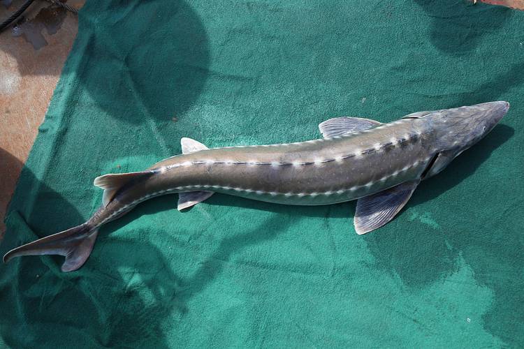 越南进口水产法律有何新变化？-第2张图片-宁夏农业信息网