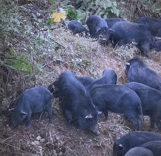 东北养殖什么品种猪最合适？-第2张图片-宁夏农业信息网