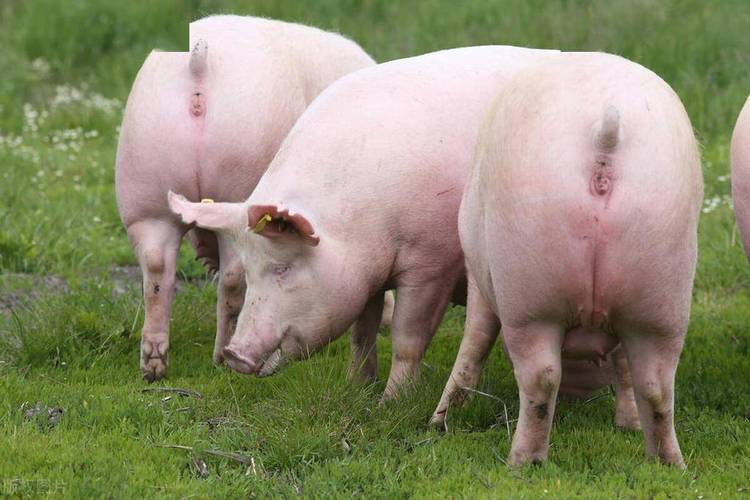 东北养殖什么品种猪最合适？-第3张图片-宁夏农业信息网