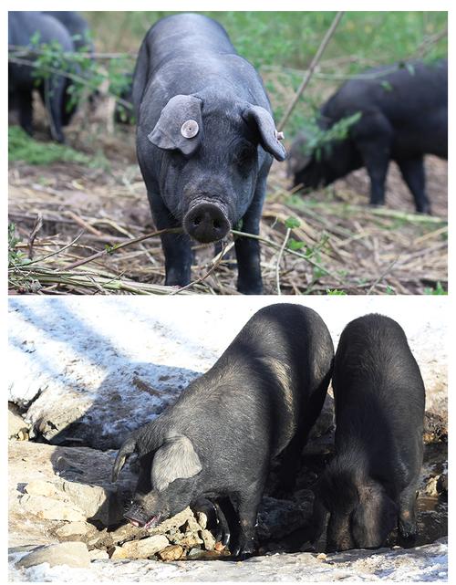 东北养殖什么品种猪最合适?-第1张图片-宁夏农业信息网 东北养殖什么品种猪最合适?-第1张图片-宁夏农业信息网