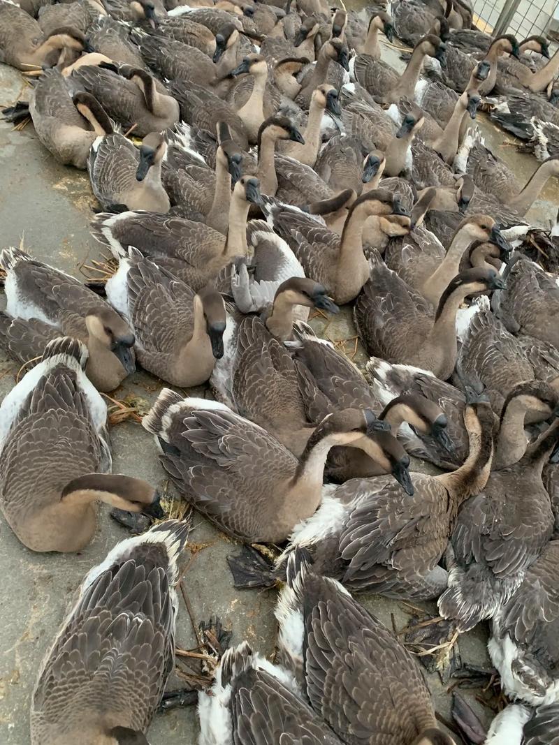 广东适合养殖的肉鹅品种有哪些？-第2张图片-宁夏农业信息网