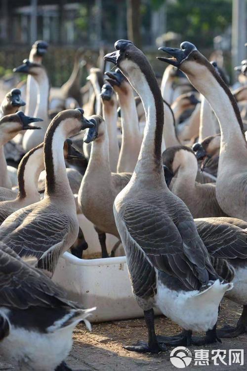 广东适合养殖的肉鹅品种有哪些？-第3张图片-宁夏农业信息网