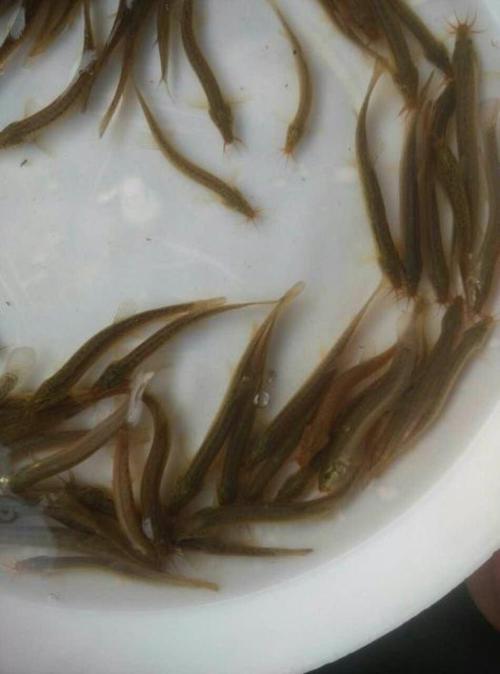 河北人工台湾泥鳅苗品种有何优势？-第2张图片-宁夏农业信息网