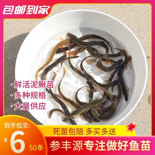 河北人工台湾泥鳅苗品种有何优势？-第1张图片-宁夏农业信息网