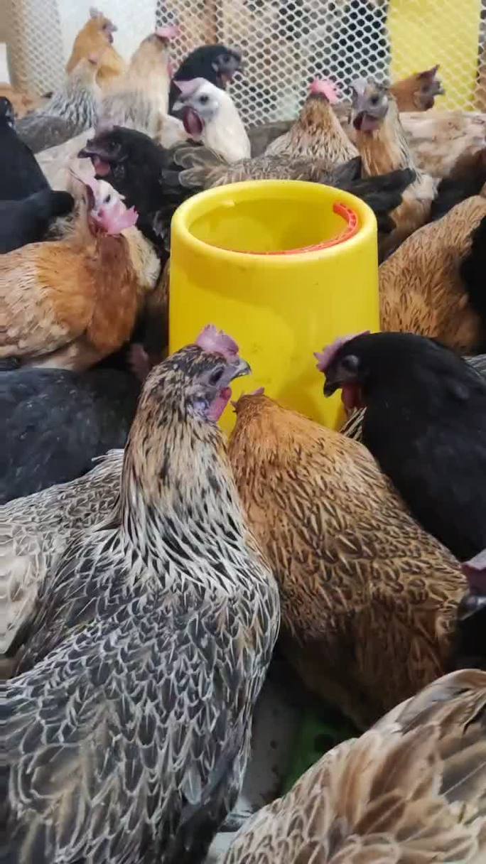 散养母鸡哪个品种产蛋多？-第1张图片-宁夏农业信息网