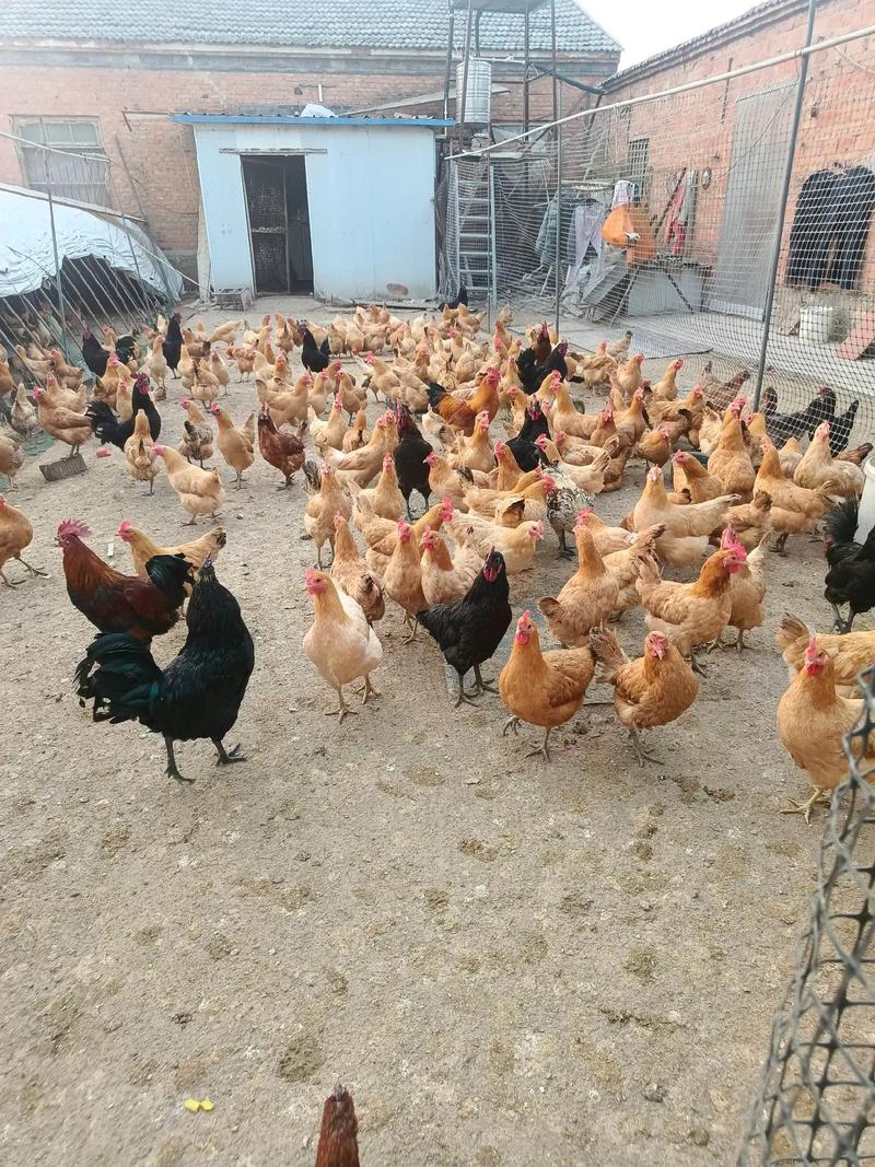 散养母鸡哪个品种产蛋多？-第3张图片-宁夏农业信息网