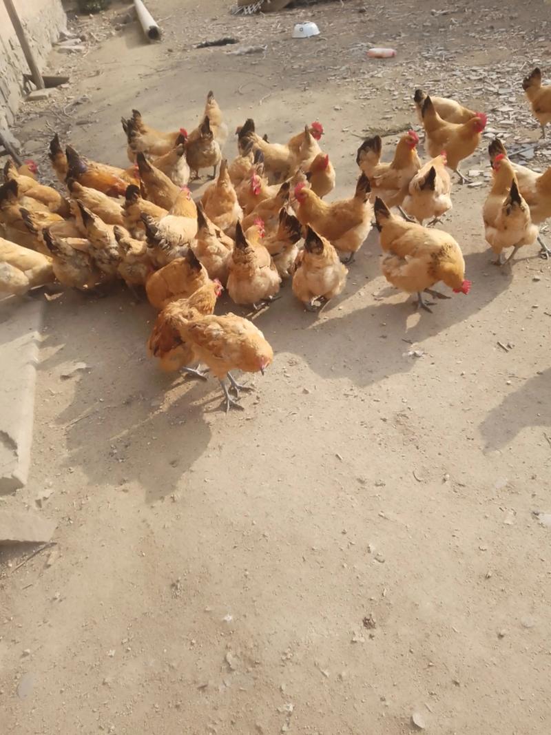 散养母鸡哪个品种产蛋多？-第2张图片-宁夏农业信息网