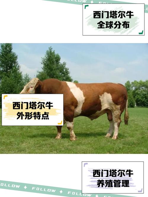 啥品种牛好养又利润高？-第1张图片-宁夏农业信息网