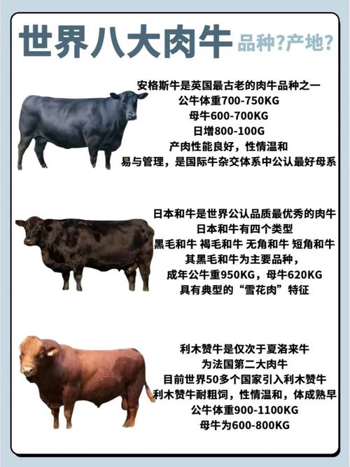 啥品种牛好养又利润高？-第2张图片-宁夏农业信息网