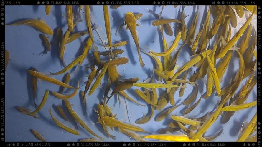 高密度养鱼适合哪些品种？-第1张图片-宁夏农业信息网