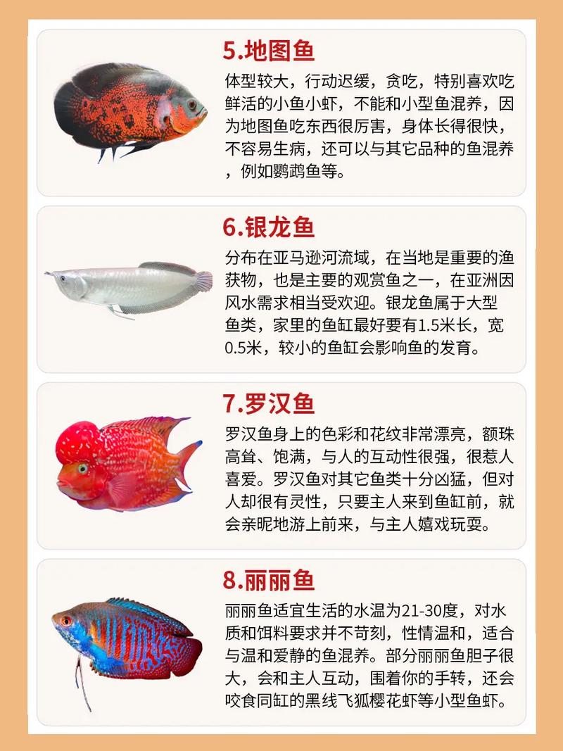 高密度养鱼适合哪些品种？-第2张图片-宁夏农业信息网