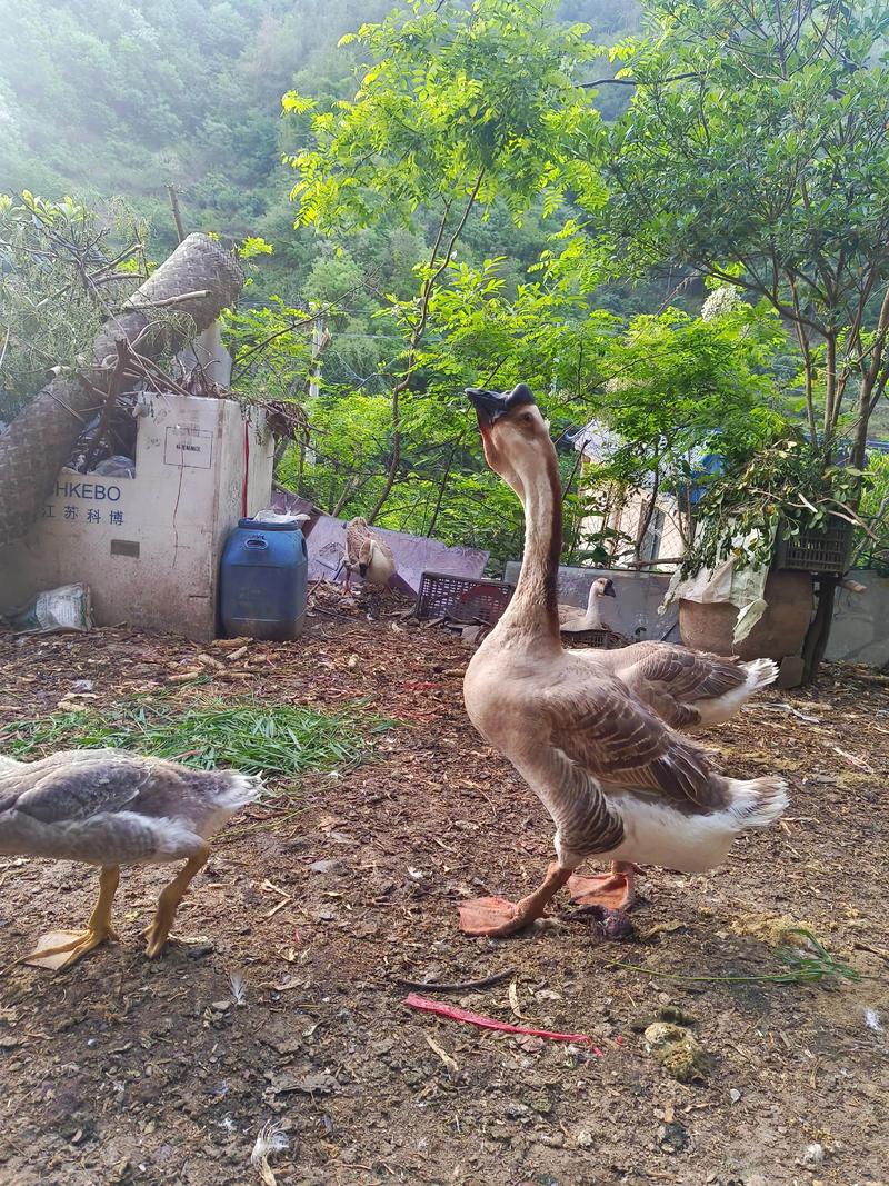 什么鹅品种产蛋能力最强？-第3张图片-宁夏农业信息网