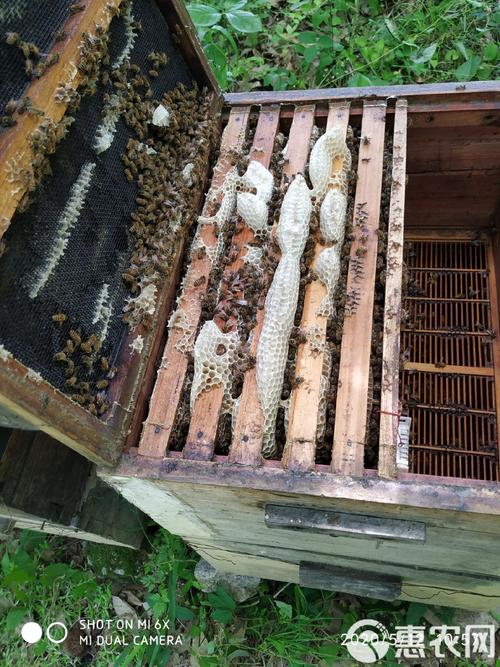 意蜂为何是繁殖最快的蜂种？-第1张图片-宁夏农业信息网