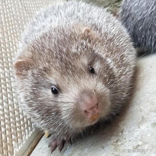 哪种竹鼠品种销路最好?-第1张图片-宁夏农业信息网 哪种竹鼠品种销路最好?-第1张图片-宁夏农业信息网
