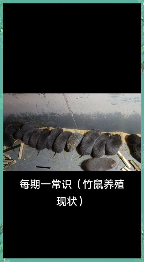 哪种竹鼠品种销路最好？-第3张图片-宁夏农业信息网