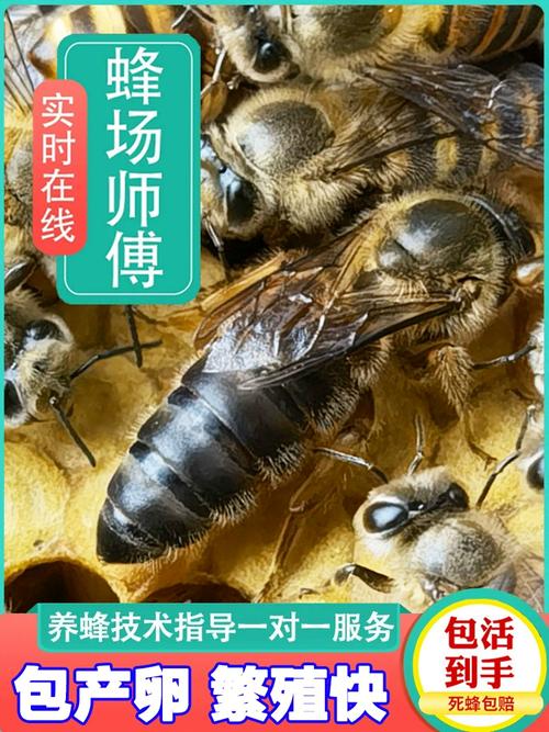 中蜂蜂王品种有哪些？-第2张图片-宁夏农业信息网