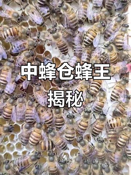 中蜂蜂王品种有哪些？-第3张图片-宁夏农业信息网