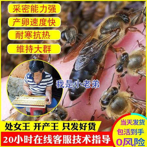 中蜂蜂王品种有哪些？-第1张图片-宁夏农业信息网