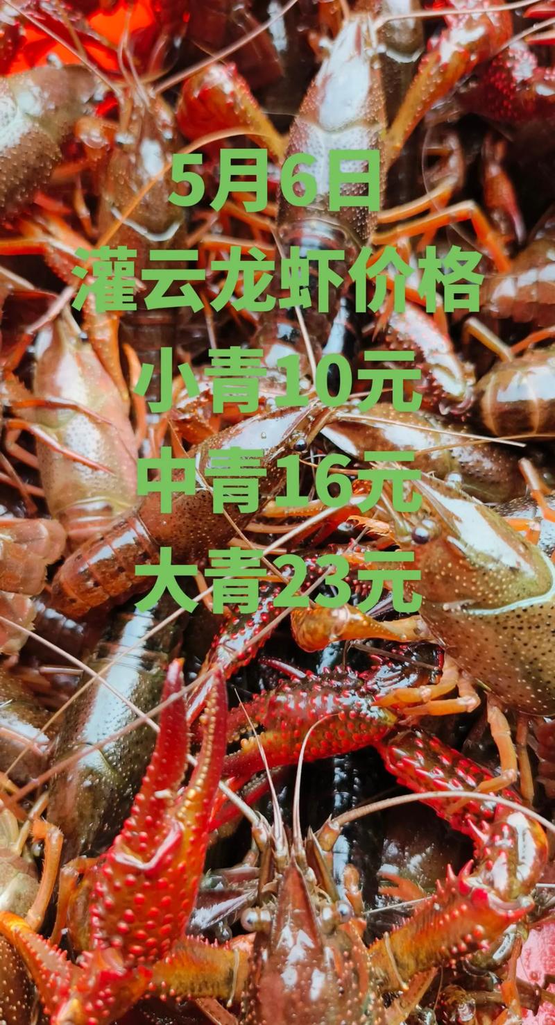 龙虾价格今日行情如何？-第1张图片-宁夏农业信息网