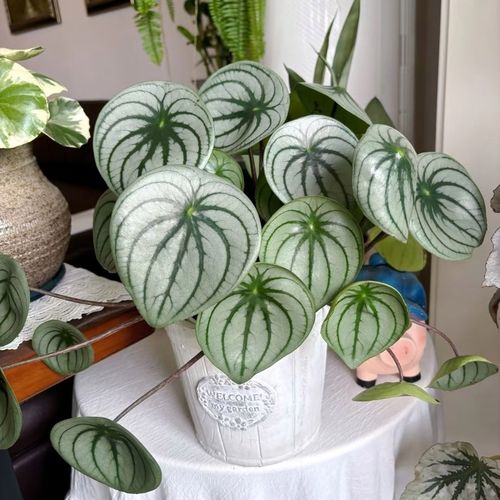 西瓜皮椒草有哪些常见品种？-第1张图片-宁夏农业信息网