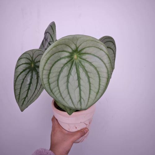 西瓜皮椒草有哪些常见品种？-第3张图片-宁夏农业信息网