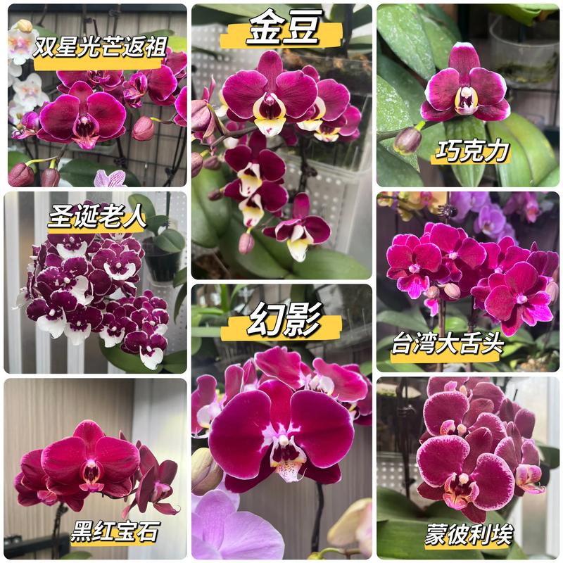 蝴蝶兰珍贵品种有哪些？-第2张图片-宁夏农业信息网