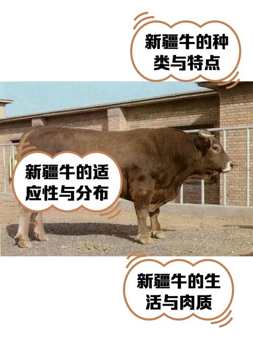 新疆哪种牛品种最好？-第1张图片-宁夏农业信息网