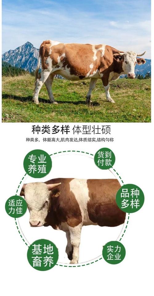 新疆哪种牛品种最好？-第2张图片-宁夏农业信息网