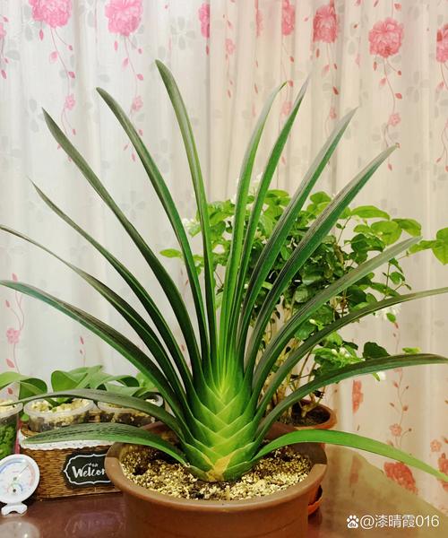 家养君子兰哪个品种最好？-第1张图片-宁夏农业信息网