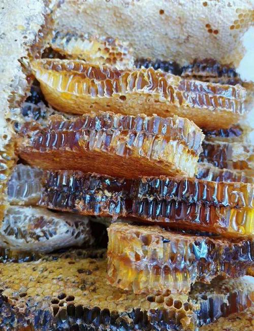 四川养蜂主养什么蜂品种？-第3张图片-宁夏农业信息网