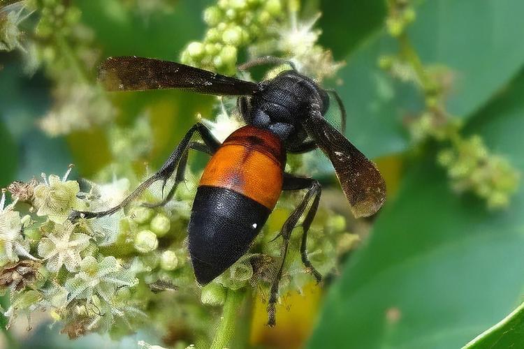 四川养蜂主养什么蜂品种？-第2张图片-宁夏农业信息网