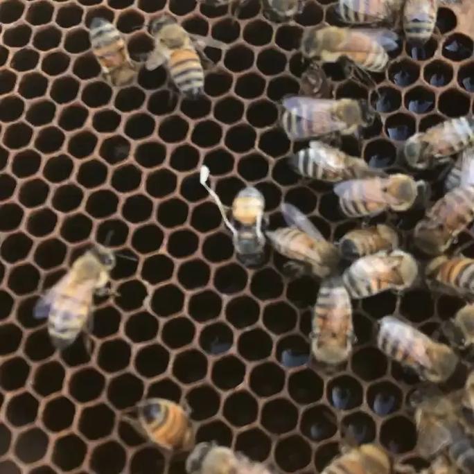 意蜂有不用治螨的品种吗?-第1张图片-宁夏农业信息网 意蜂有不用治螨的品种吗?-第1张图片-宁夏农业信息网