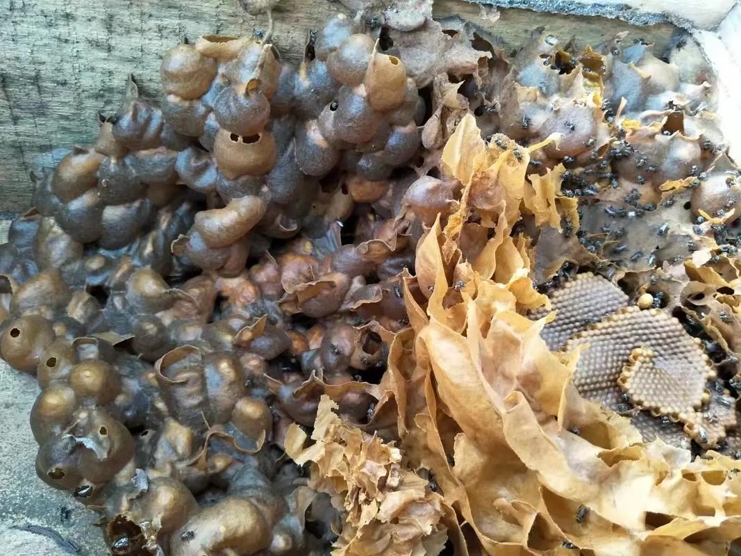 意蜂有不用治螨的品种吗?-第2张图片-宁夏农业信息网 意蜂有不用治螨的品种吗?-第2张图片-宁夏农业信息网