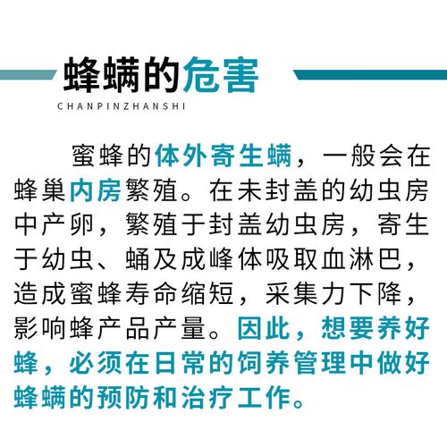 意蜂有不用治螨的品种吗?-第3张图片-宁夏农业信息网 意蜂有不用治螨的品种吗?-第3张图片-宁夏农业信息网