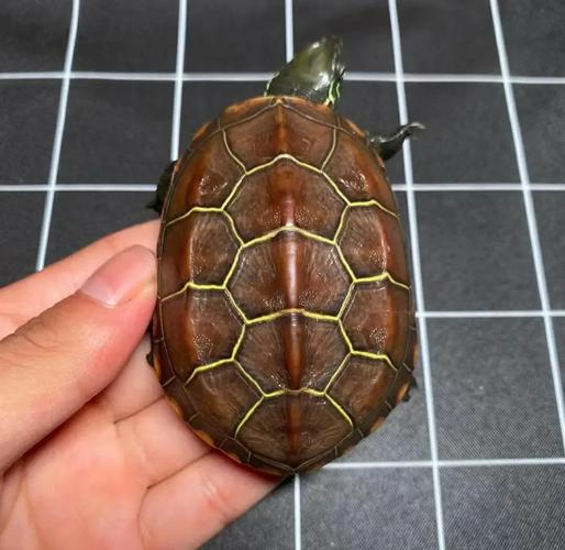 金线龟哪些品种好？附图片参考。-第1张图片-宁夏农业信息网