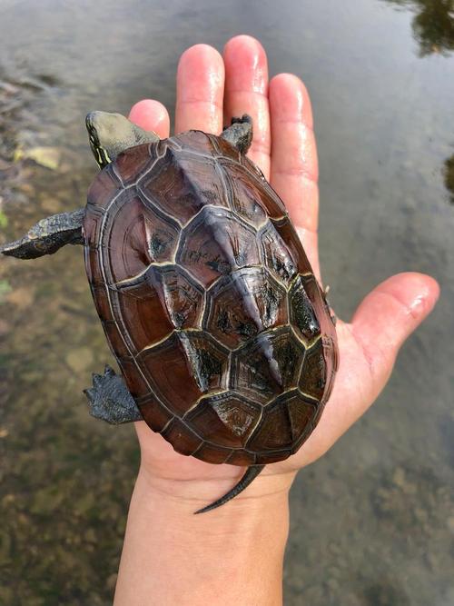 金线龟哪些品种好？附图片参考。-第2张图片-宁夏农业信息网