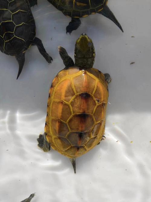 金线龟哪些品种好？附图片参考。-第3张图片-宁夏农业信息网