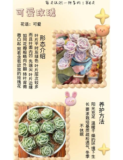 冬季玫瑰养护图解，关键步骤有哪些？-第3张图片-宁夏农业信息网