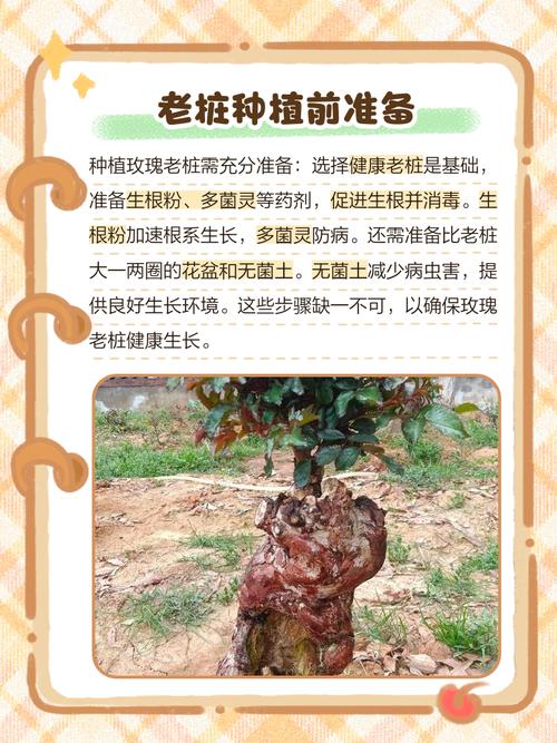 冬季玫瑰养护图解，关键步骤有哪些？-第2张图片-宁夏农业信息网