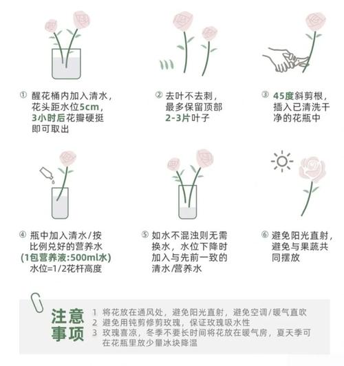 冬季玫瑰养护图解，关键步骤有哪些？-第1张图片-宁夏农业信息网