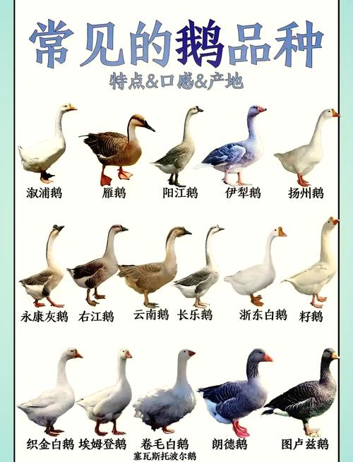 养70天的鹅是什么品种?-第1张图片-宁夏农业信息网 养70天的鹅是什么品种?-第1张图片-宁夏农业信息网