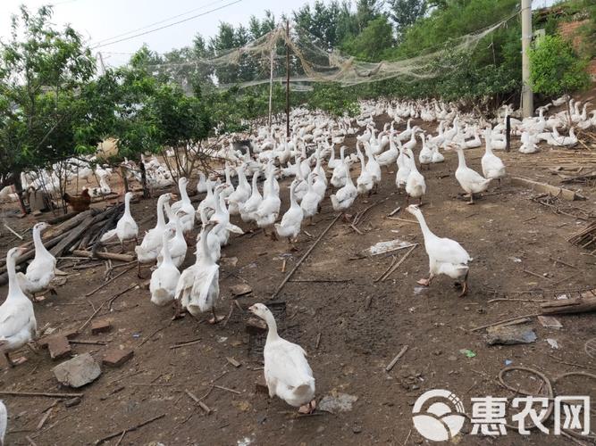 养70天的鹅是什么品种?-第2张图片-宁夏农业信息网 养70天的鹅是什么品种?-第2张图片-宁夏农业信息网