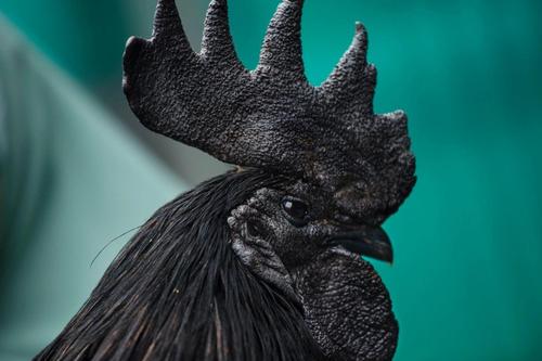 黑色白冠鸡是什么品种？-第2张图片-宁夏农业信息网