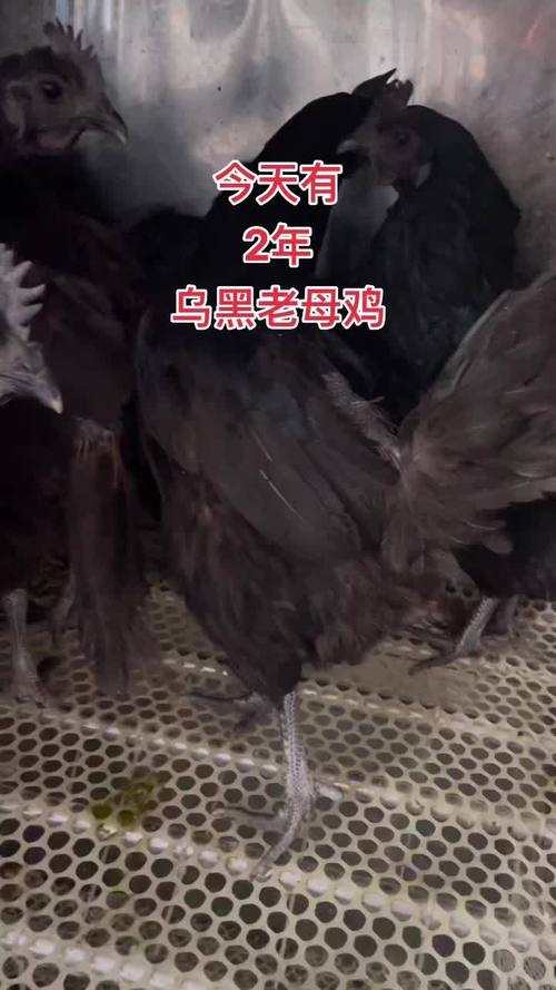 黑色白冠鸡是什么品种？-第1张图片-宁夏农业信息网